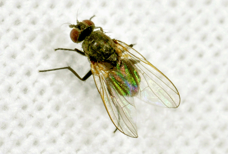 Muscidae: Hydrotaea sp.